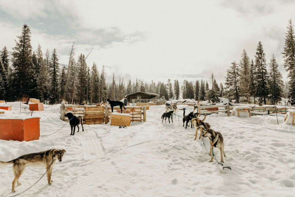 Dog Sledding Proposal