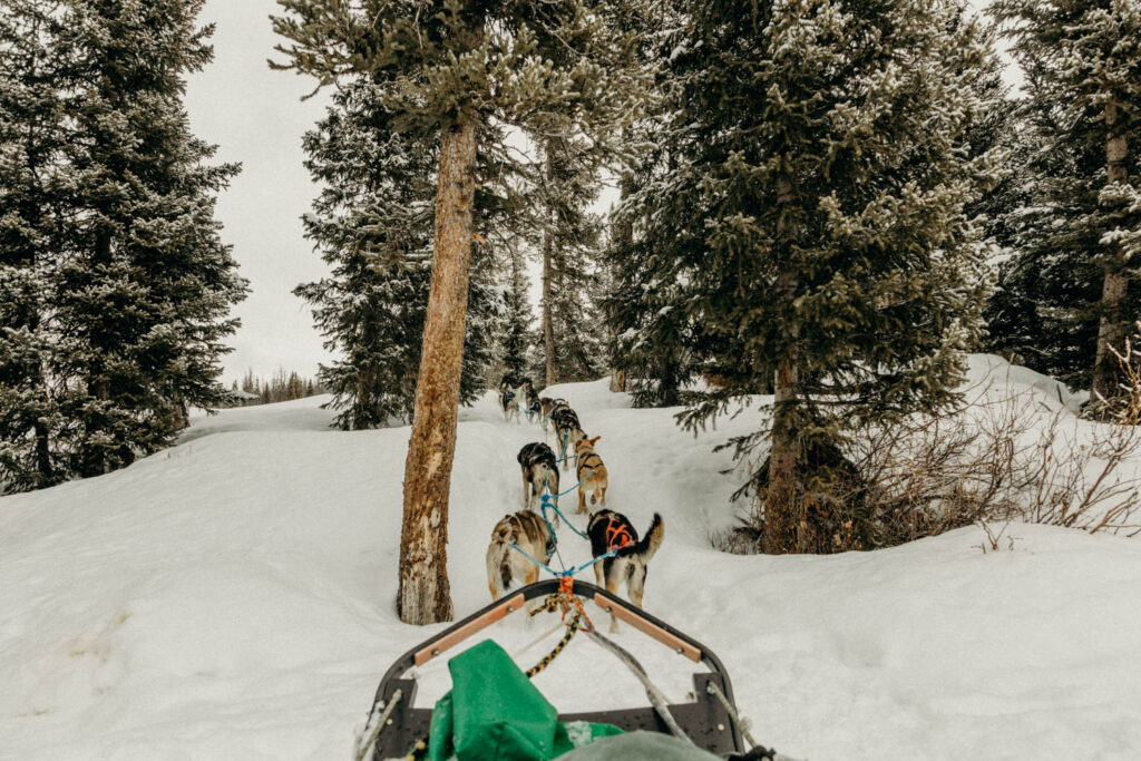 Dog Sledding Proposal