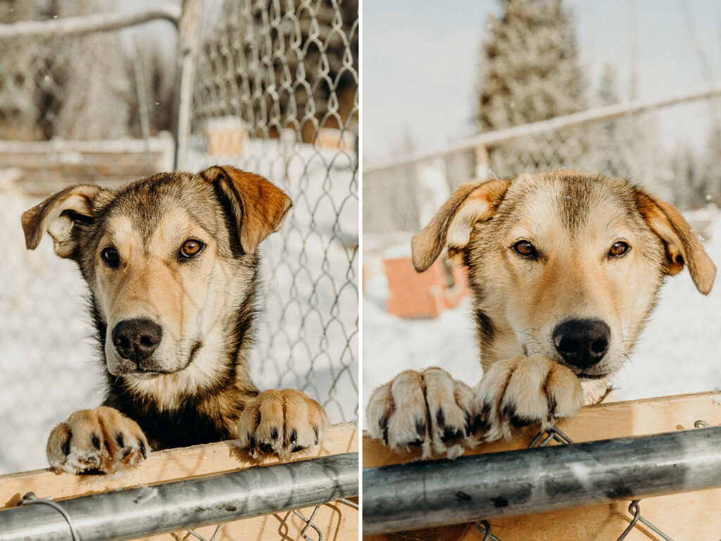 Dog Sledding Proposal