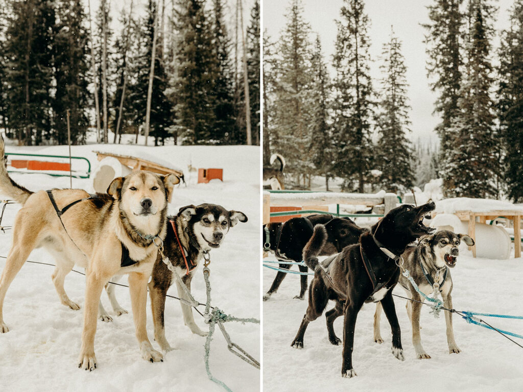 Dog Sledding Proposal