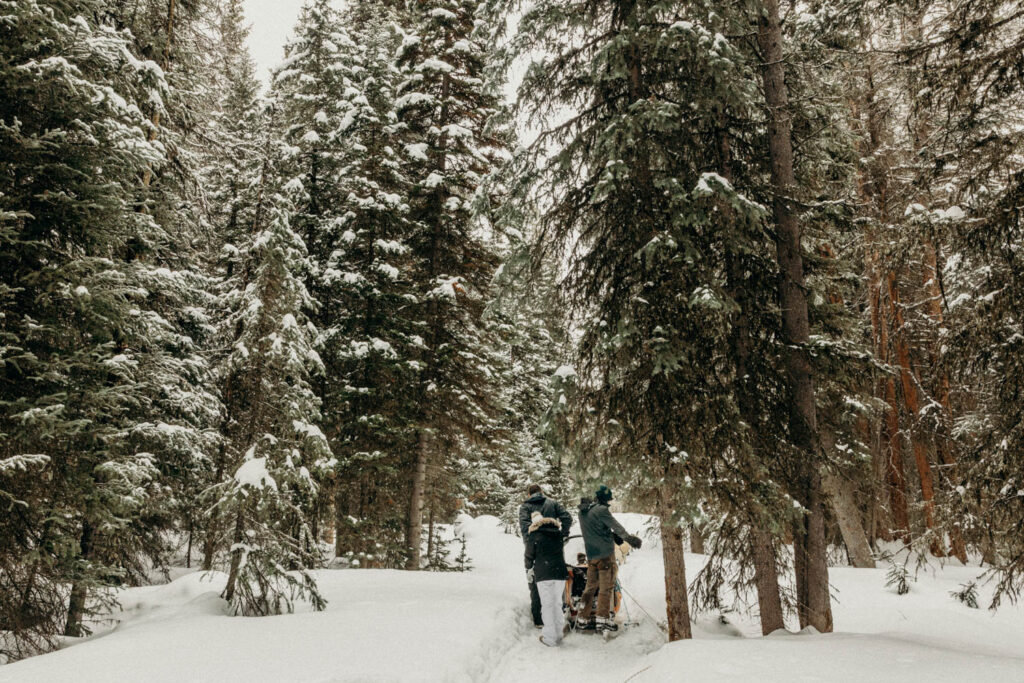 Dog Sledding Proposal