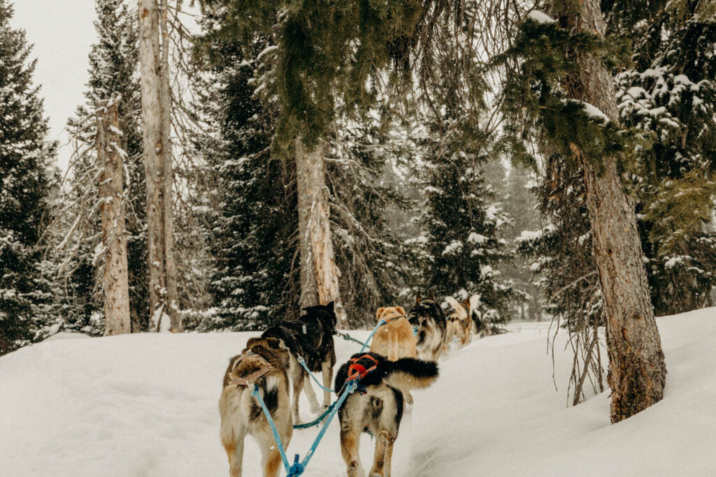 Dog Sledding Proposal