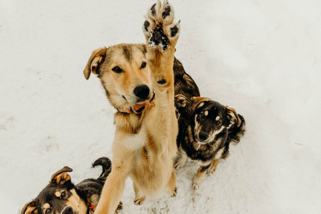 Dog Sledding Proposal