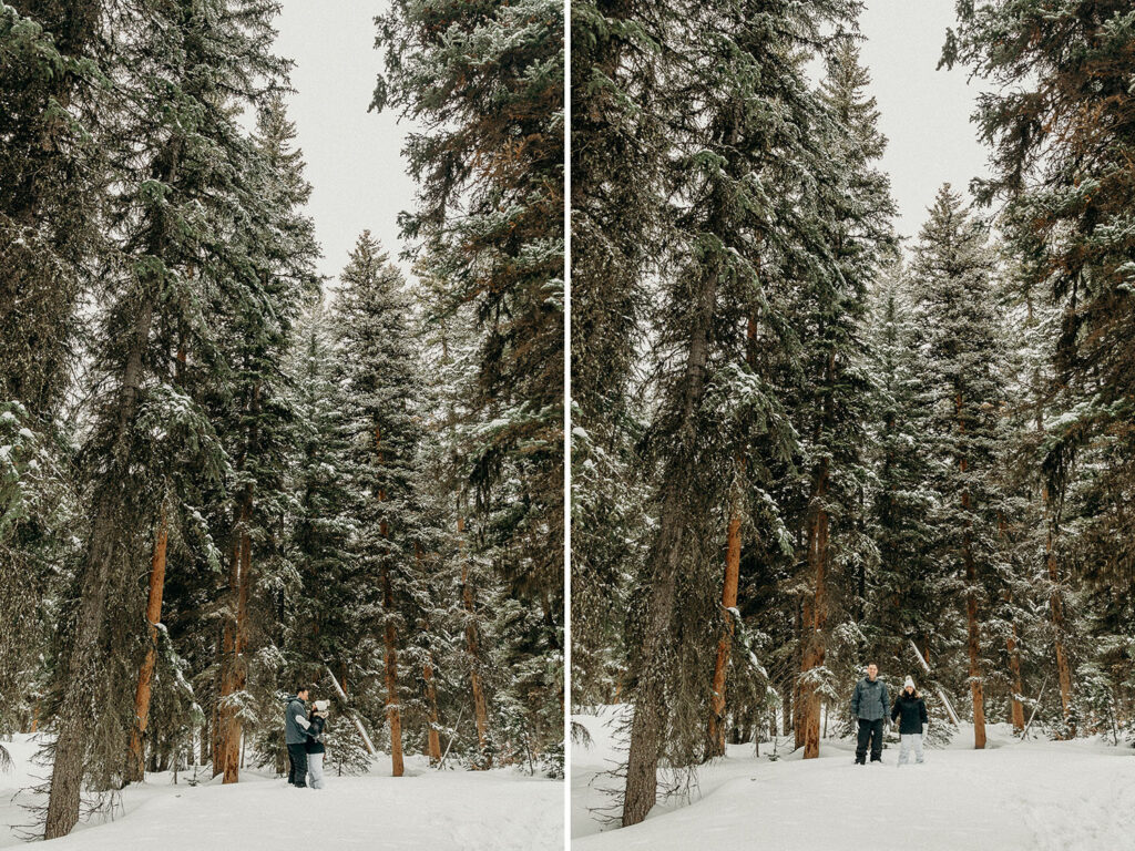 Dog Sledding Proposal