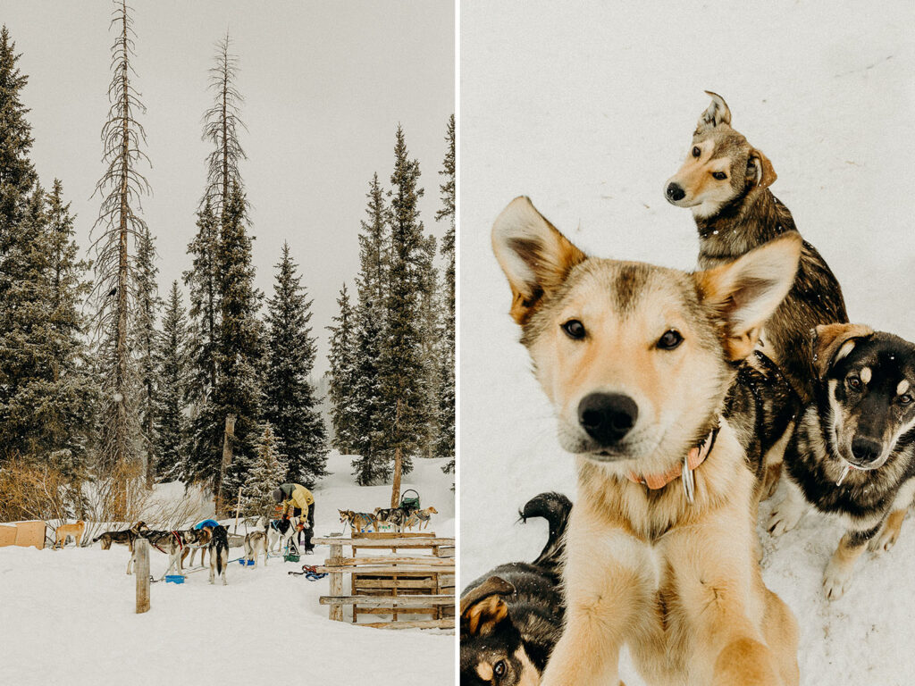 Dog Sledding Proposal