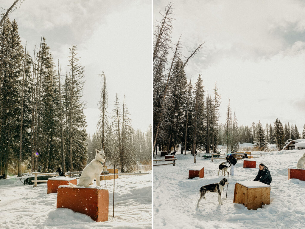 Dog Sledding Proposal