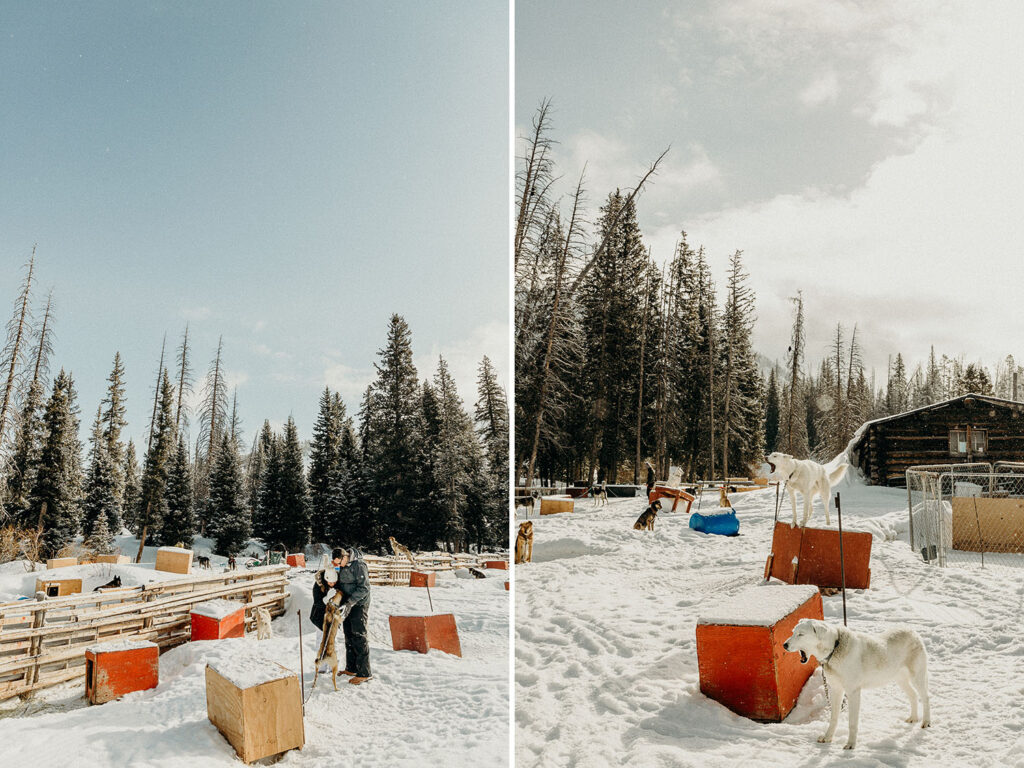 Dog Sledding Proposal